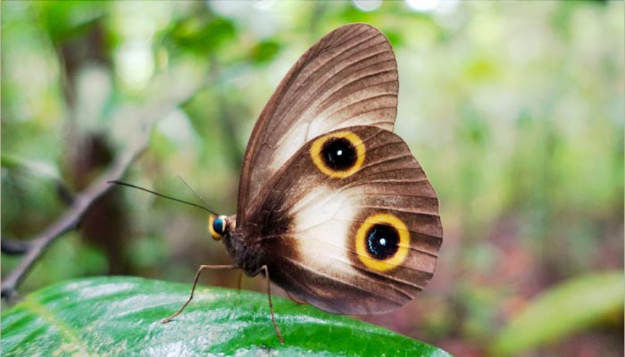 Sapphire Views | Nearby Attractions | Butterfly Valley Farm