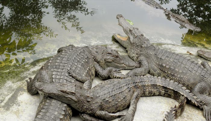 Sapphire Views | Nearby Attractions | Riverbend Crocodile Farm