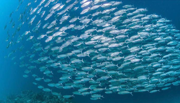 Sapphire Views | Nearby Attractions | Sardine Run